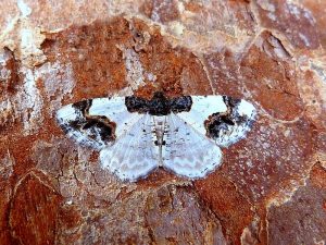 Scorched Carpet - 4th May 2026 - Belper - Dave Evans