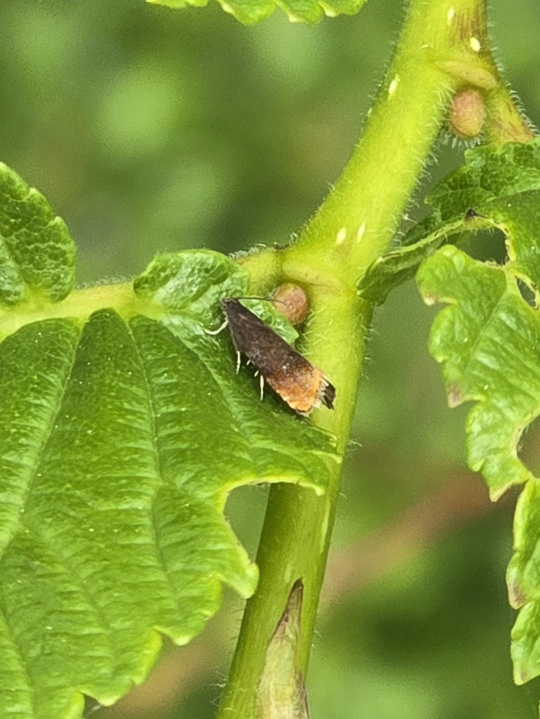 Fruitlet Mining Tortrix
