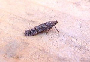 Teleiopsis diffinis - 10th May 2026 - Belper - Dave Evans