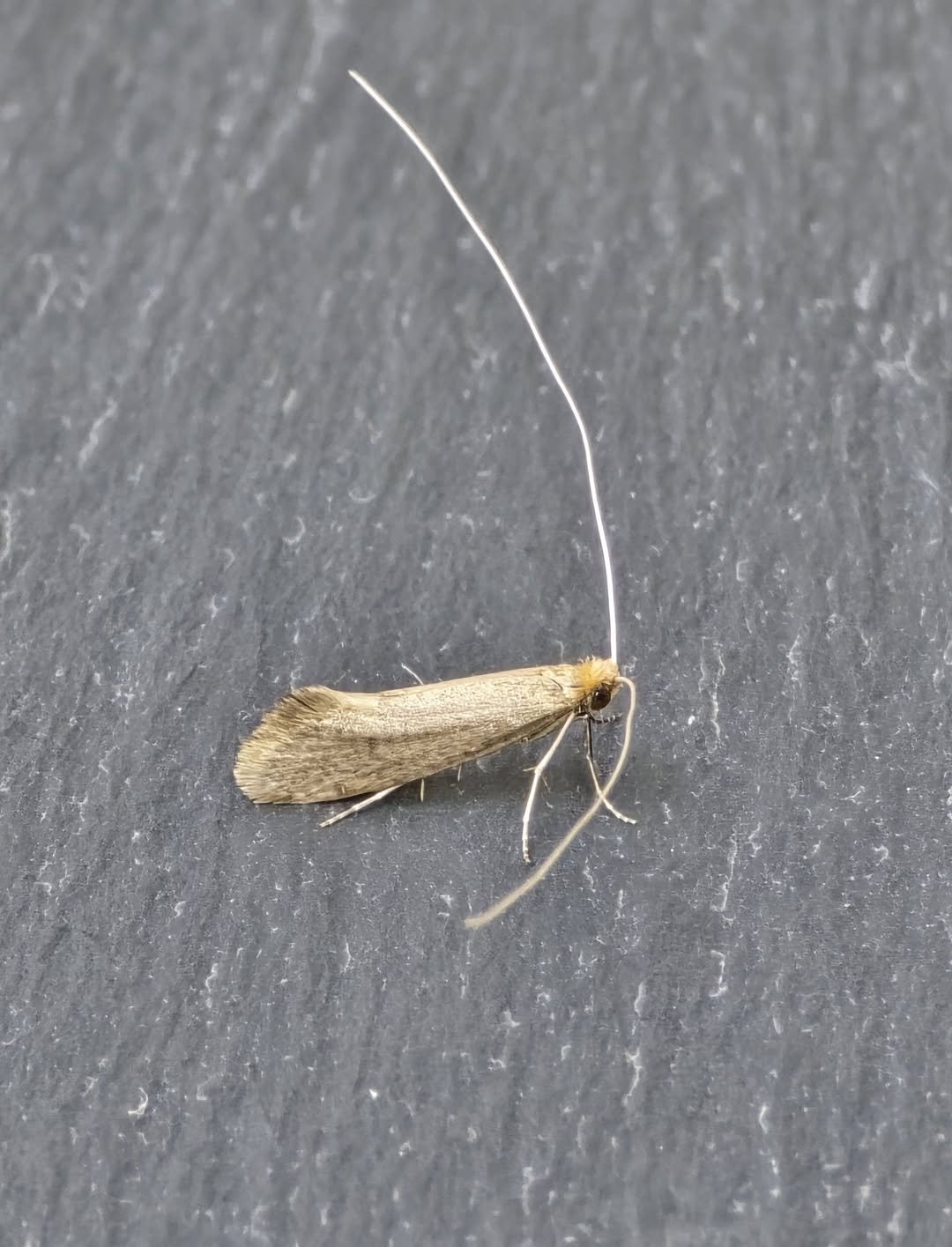 Nematopogon swammerdamella - 10th May 2026 - Rose End Meadows, Cromford - Clive Ashton 