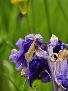 Glyphipterix fuscoviridella - 11th May 2026 - Rose End Meadows, Cromford - Clive Ashton