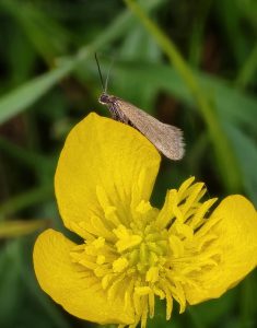 Glyphipterix fuscoviridella - 11th May 2026 - Rose End Meadows, Cromford - Clive Ashton
