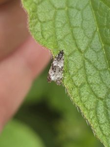 Hysterophora maculosana - 18/5/2026 - Gang Mine, Cromford - Clive Ashton