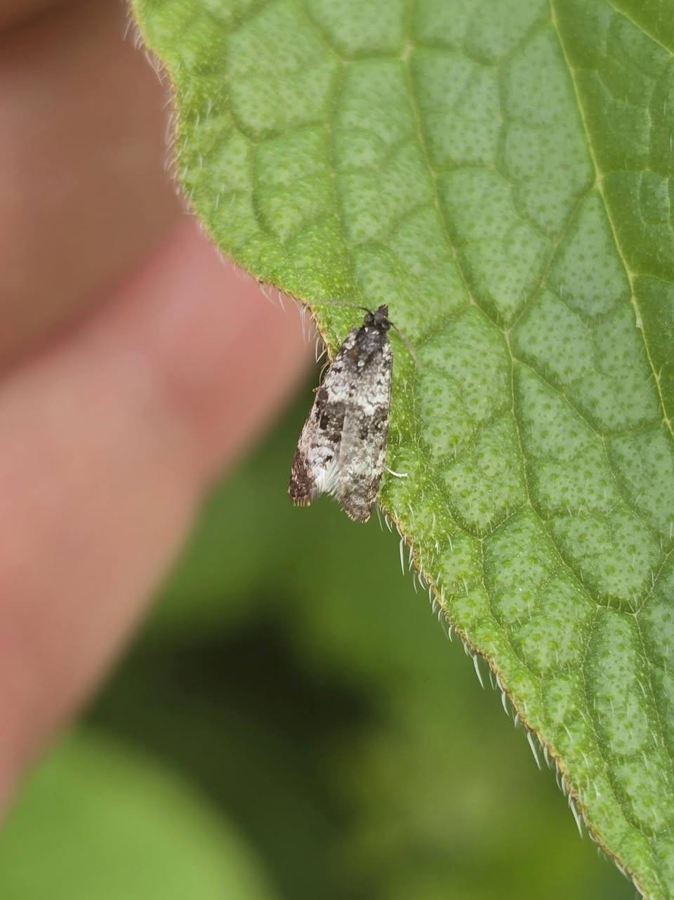 Hysterophora maculosana - 18/5/2026 - Gang Mine, Cromford - Clive Ashton