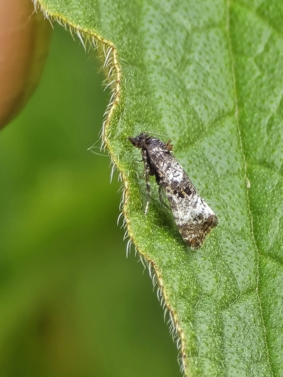 Hysterophora maculosana - 18/5/2026 - Gang Mine, Cromford - Clive Ashton