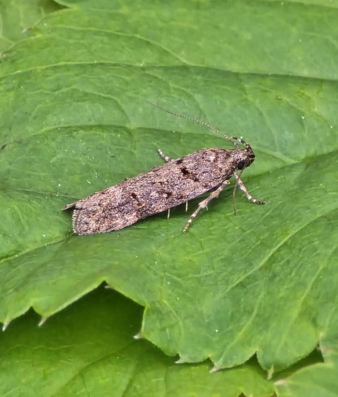 Teleiopsis diffinis - 20th May 2026 - Gang Mine, Cromford - Clive Ashton 