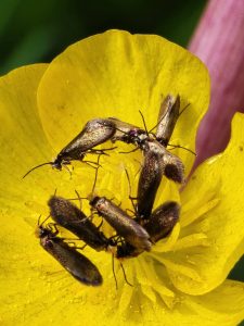 Micropterix calthella - 20th May 2026 - Rose End Meadows - Clive Ashton 