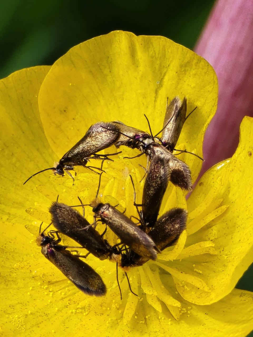 Micropterix calthella - 20th May 2026 - Rose End Meadows - Clive Ashton 