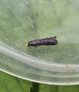 Spuleria flavicaput - 22nd May 2026 - Gang Mine (one sweep netted) Clive Ashton