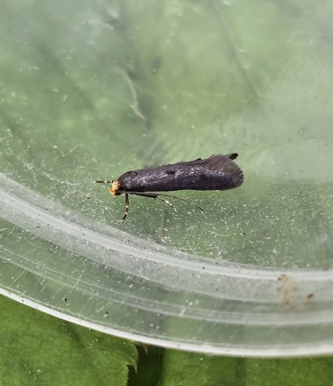 Spuleria flavicaput - 22nd May 2026 - Gang Mine (one sweep netted) Clive Ashton