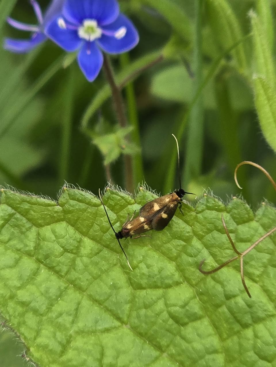 Cauchas fibulella - 21st May 2026 - Rose End Meadows, Cromford - Clive Ashton - pair matin on the food plant, Speedwell.
