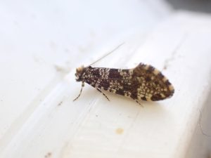 Triaxomera parasitella 23rd May 2026 - Norton Lees - Pete Mella