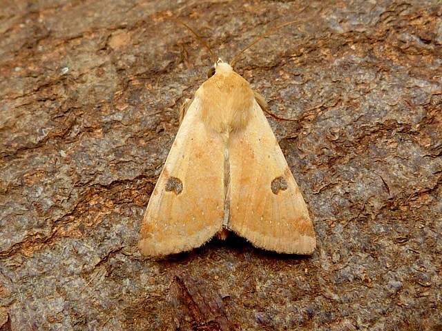 Bordered Straw - 23rd May 2026 - Belper - Dave Evans