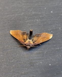 Scorched Wing - a rather strange abberation - 22nd May 2026 - Cromford - Clive Ashton