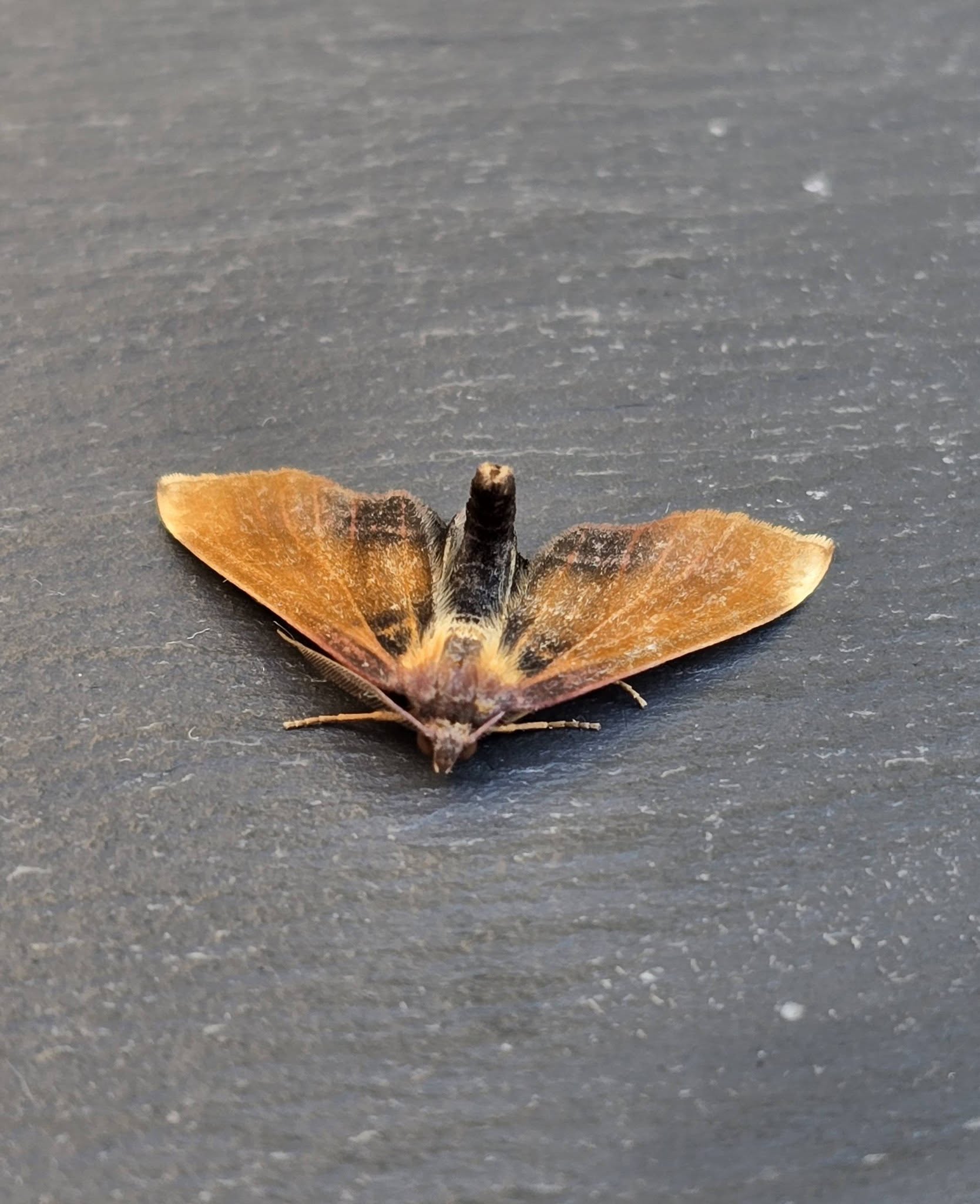 Scorched Wing - a rather strange abberation - 22nd May 2026 - Cromford - Clive Ashton