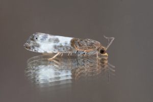 Notocelia cynosbatella - 26th May 2026 - Chaddesden - Nel Loverock