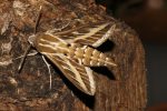 A Special Hawk-moth arrives in Derby