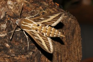 Striped Hawk-moth - 28th May 2026 - Allestree - William Grange