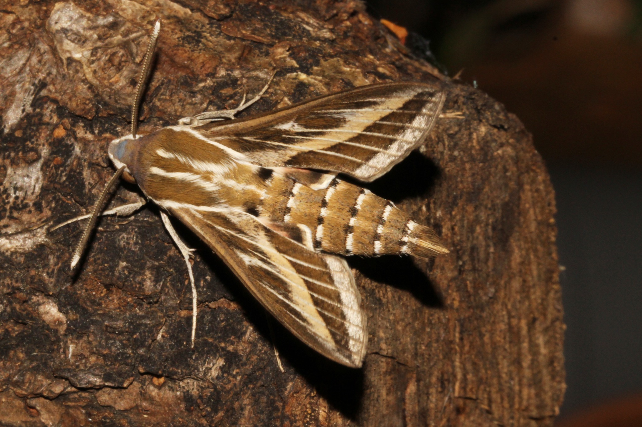 Striped Hawk-moth - 28th May 2026 - Allestree - William Grange