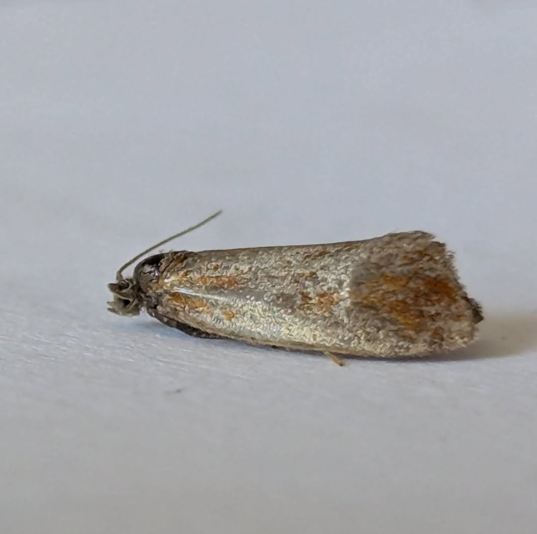 Eulia ministrana - 24th May 2026 - Markham Vale - Sid Morris