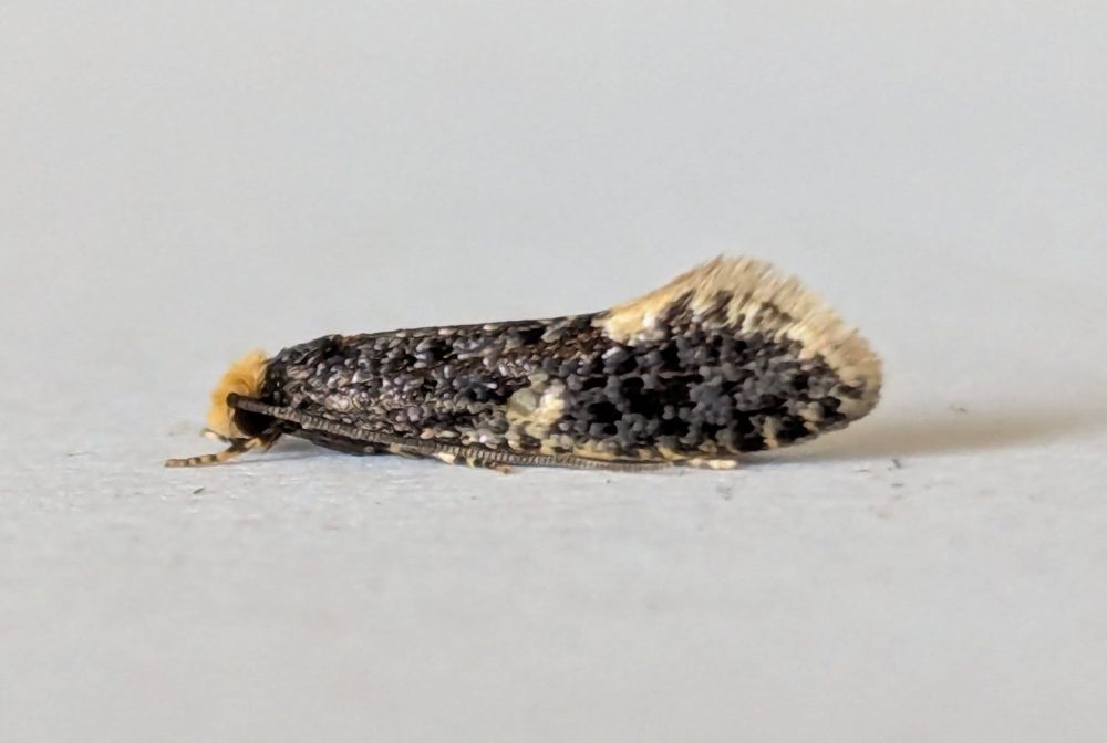 Monopsis weaverella - 24th May 2026 - Markham Vale - Sid Morris