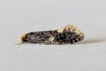Monopsis weaverella - 24th May 2026 - Markham Vale - Sid Morris