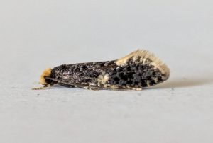 Monopsis weaverella - 24th May 2026 - Markham Vale - Sid Morris