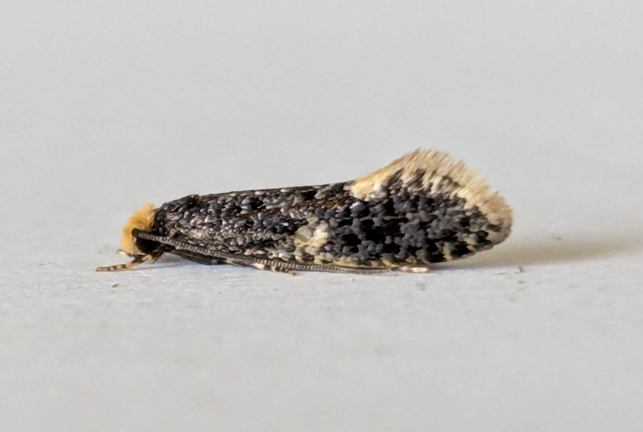 Carrion Moth