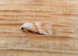 Small Marbled - 29th May 2026 - Belper - Dave Evans