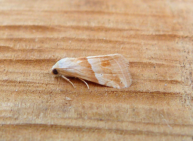 Small Marbled - 29th May 2026 - Belper - Dave Evans