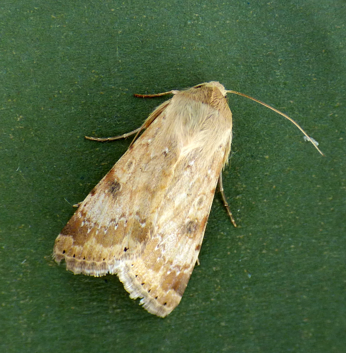 Eastern Bordered Straw