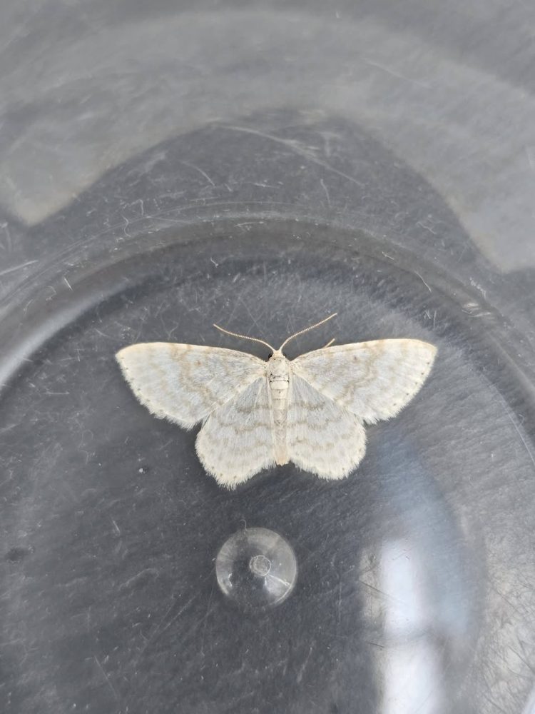 Small White Wave - 28th May 2026 - Cromford - Clive Ashton