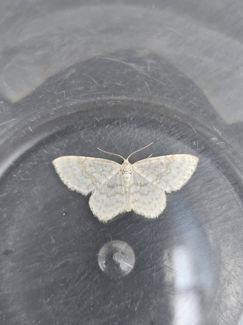 Small White Wave