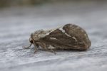 Moth Trap - 26th - 27th May