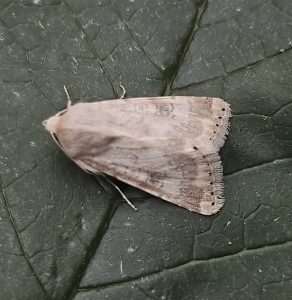 Eastern Bordered Straw - 2nd Derbyshire record - 30th May 2026 - Sandiacre - Paul Buxton