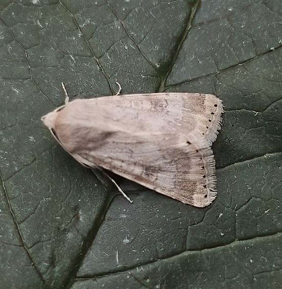 Eastern Bordered Straw - 2nd Derbyshire record - 30th May 2026 - Sandiacre - Paul Buxton
