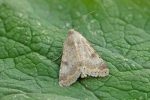 Derbyshire Moth News - May 2026