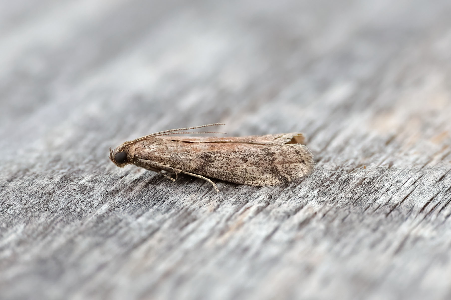 Ephestia woodiella - 26th May 2026 - Melbourne - Tony Davison