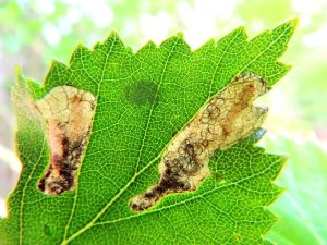 Eriocrania salopiella - Leaf Mine on birch - 12th May 2026 - Wyver Lane, Belper, Dave Evans
