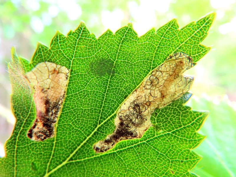 Eriocrania salopiella - Leaf Mine on birch - 12th May 2026 - Wyver Lane, Belper, Dave Evans