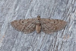 Freyer's Pug - 26th May 2026 - Melbourne - Tony Davison