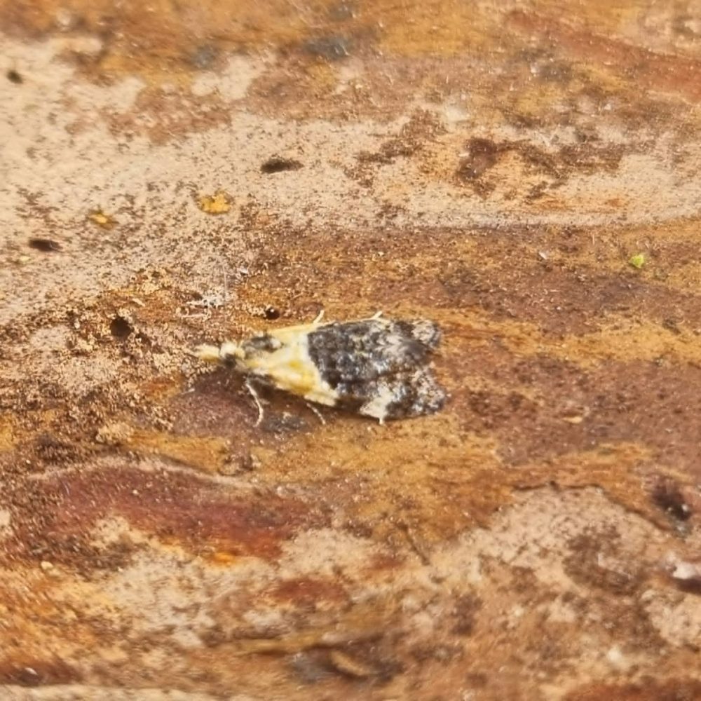 Phtheochroa schreibersiana - 22nd May 2026 - Belper - Dave Newcombe