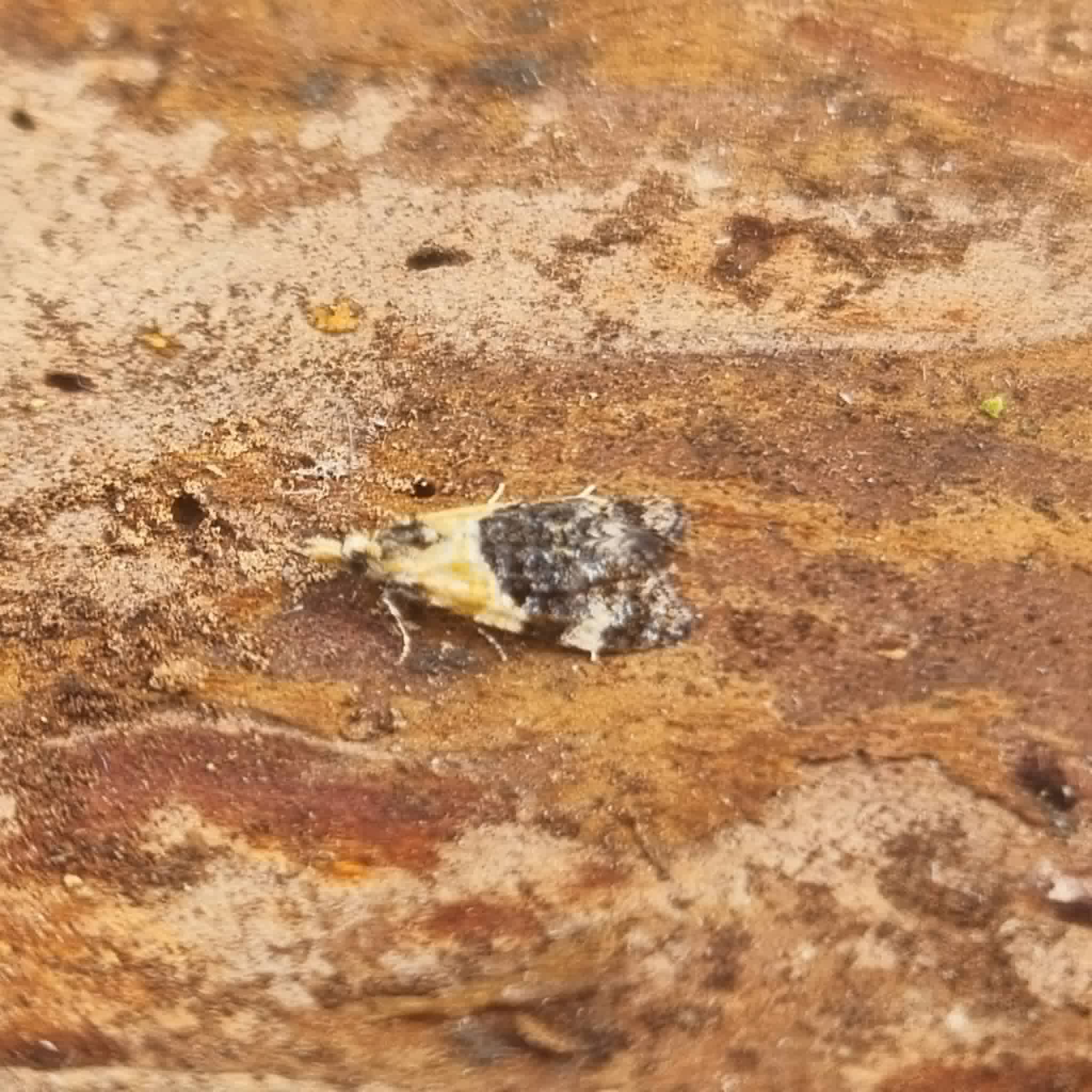 Phtheochroa schreibersiana - 22nd May 2026 - Belper - Dave Newcombe