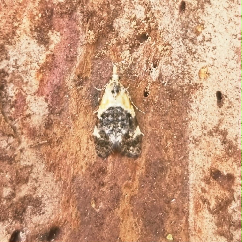 Phtheochroa schreibersiana - 22nd May 2026 - Belper - Dave Newcombe