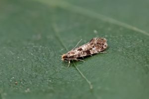 Nemapogon cloacella - 24th May 2026 - Melbourne - Tony Davison