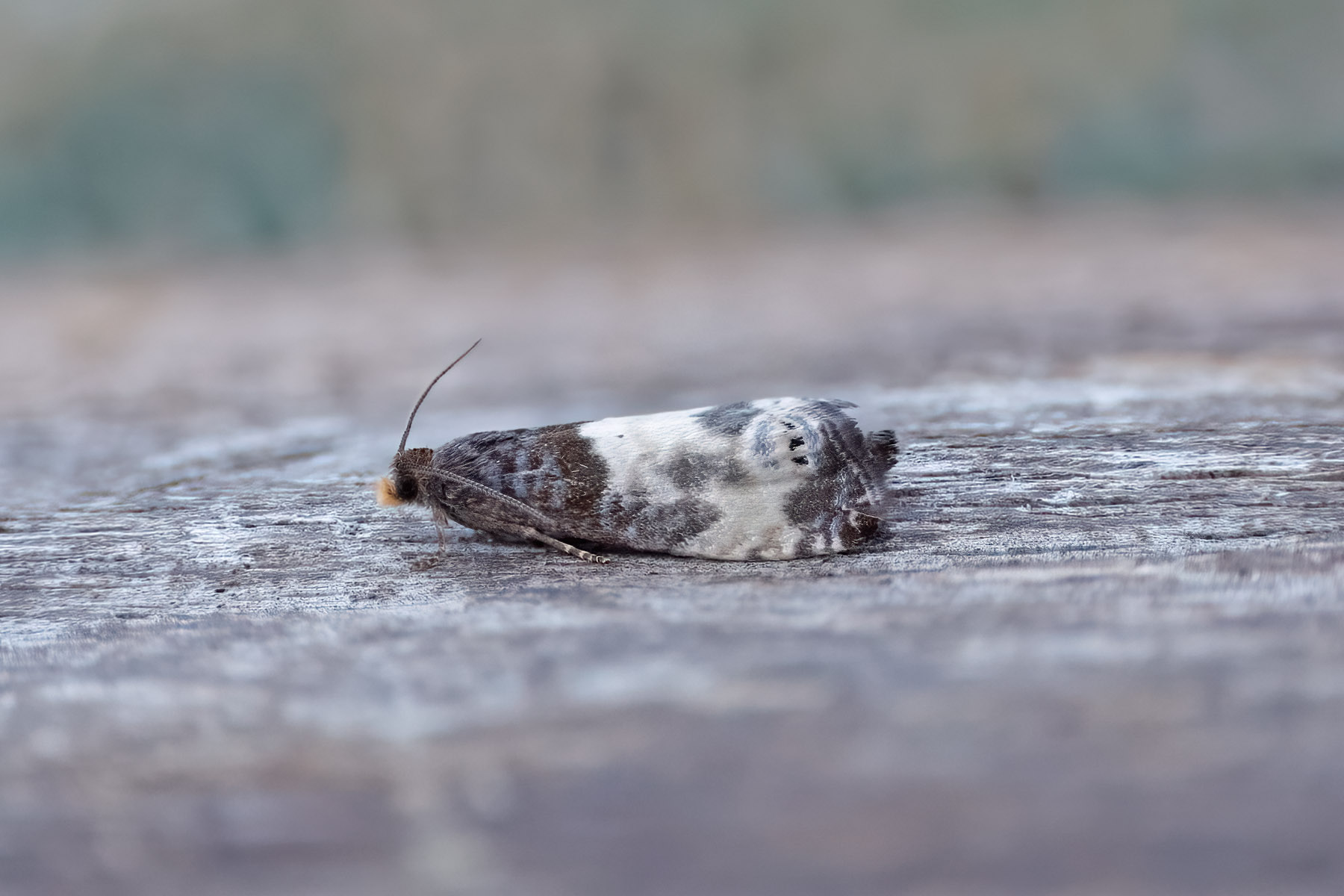 Notocelia cynosbatella - 22nd May 2026 - Melbourne - Tony Davison