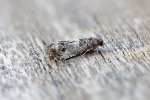 Notocelia trimaculana - 22nd May 2026 - Melbourne - Tony Davison