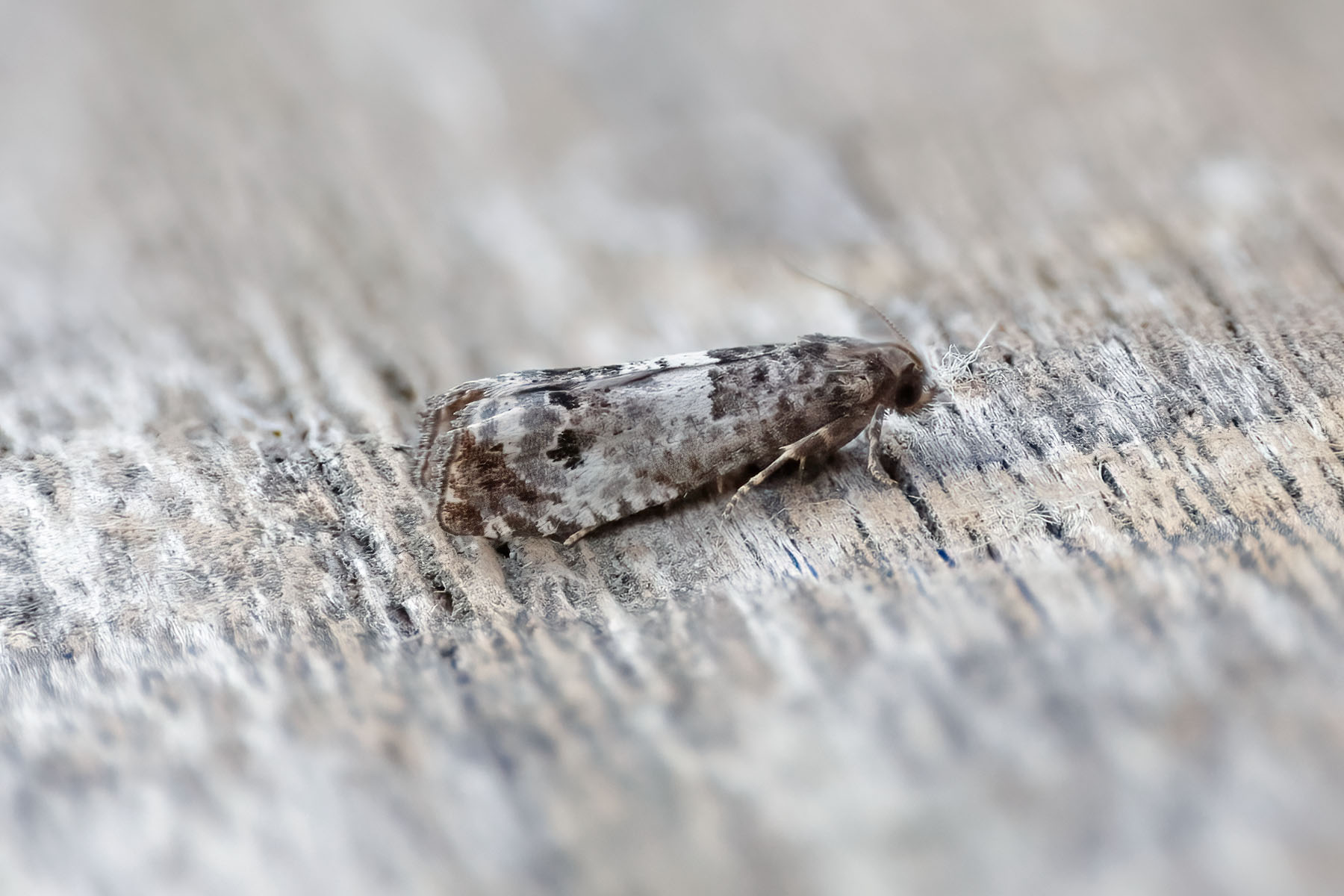 Notocelia trimaculana - 22nd May 2026 - Melbourne - Tony Davison