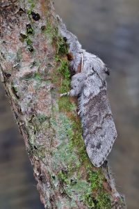 Pale Tussock - 18th May 2026 - Melbourne - Tony Davison