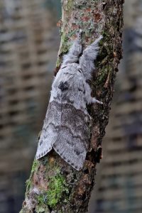 Pale Tussock - 18th May 2026 - Melbourne - Tony Davison